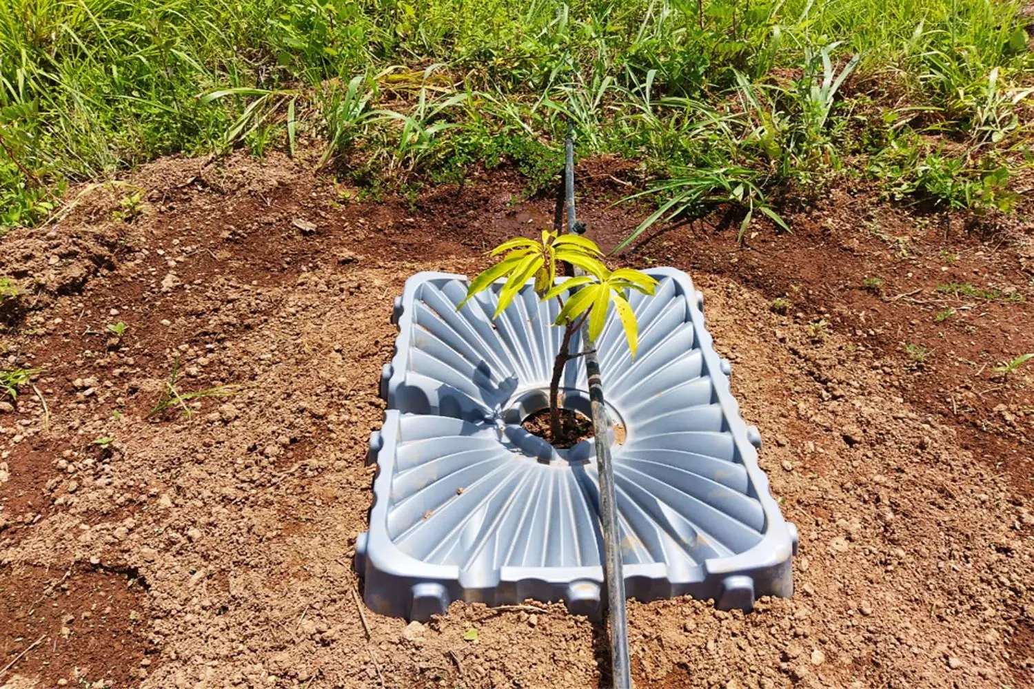 fame project inclimate smart agriculture