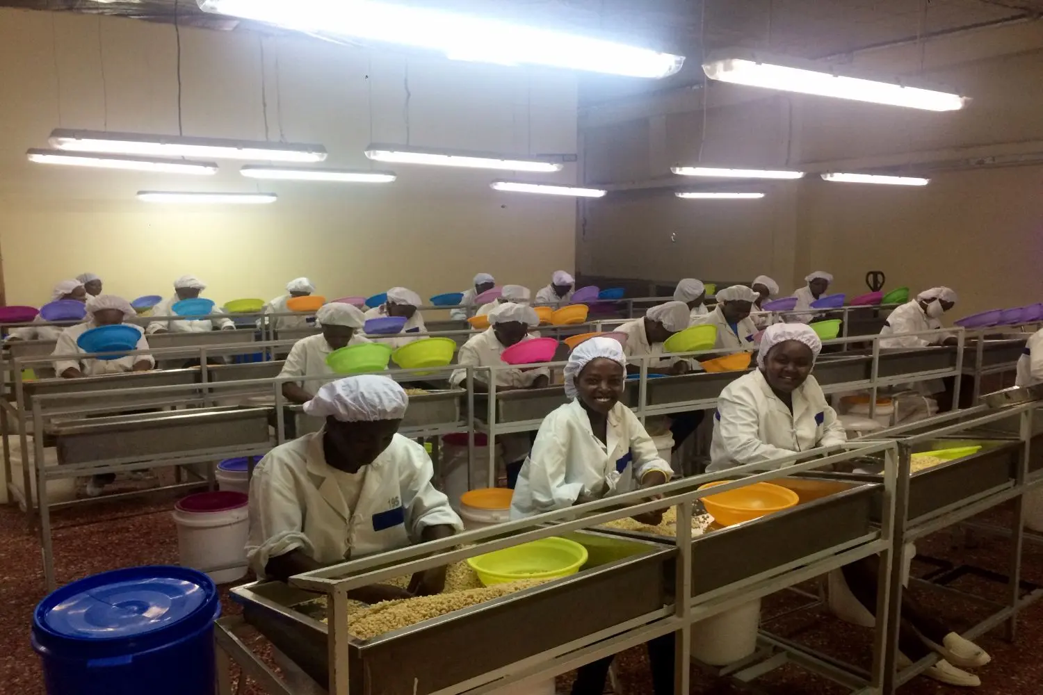 macadamia farming 2