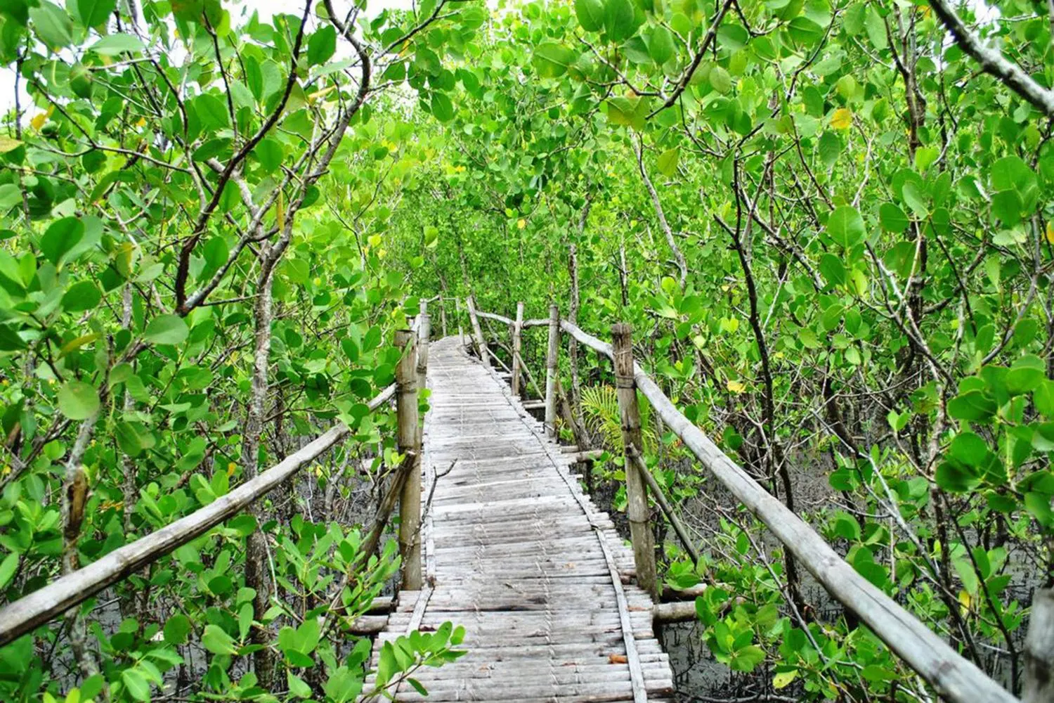 mangroves pay their way 2