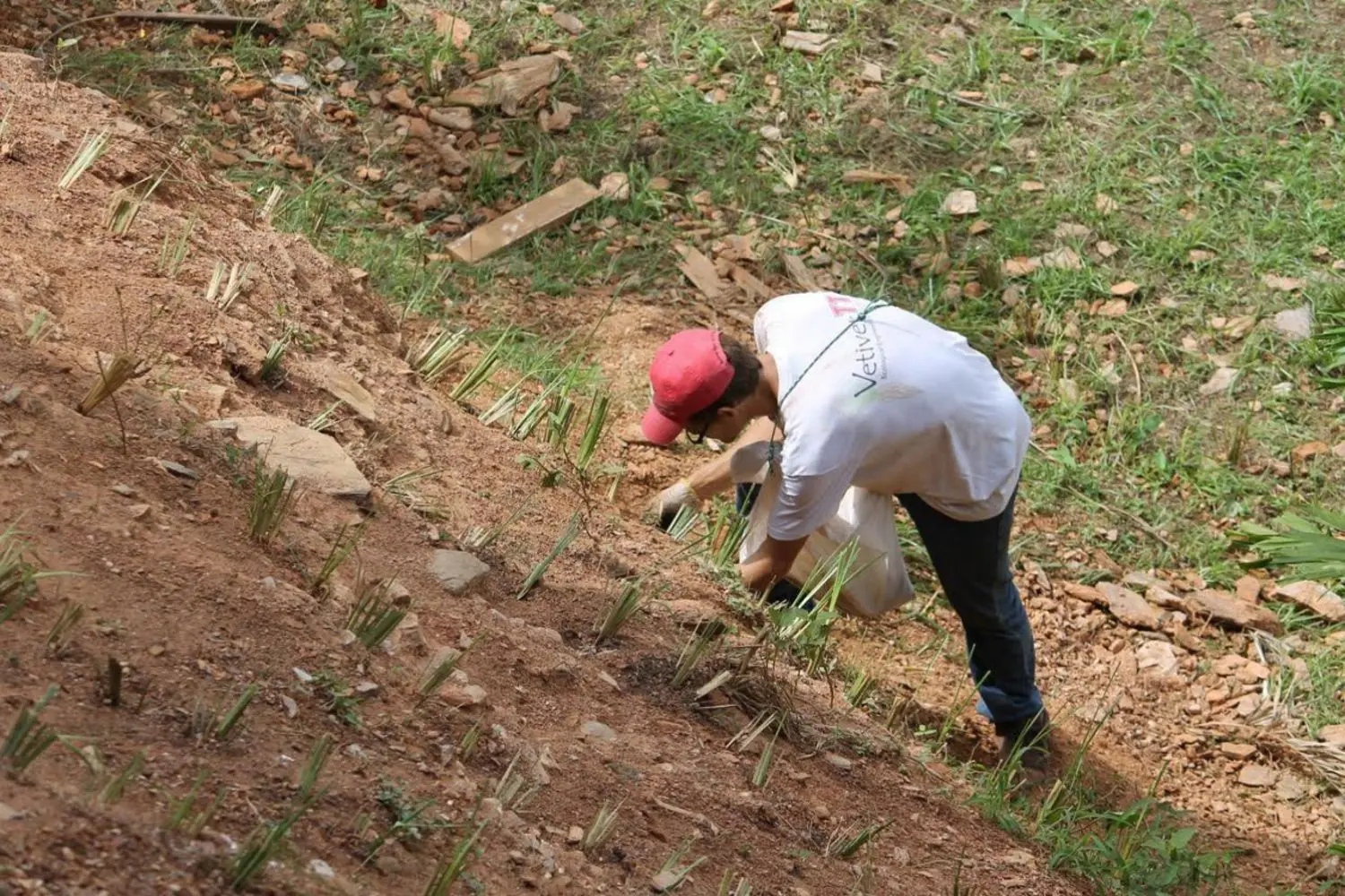 Roots of sustainability 1