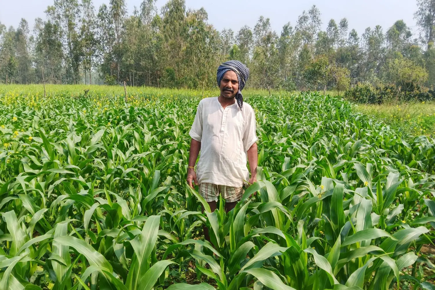 Oorja: Farmer in his maize field